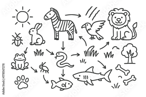 Cartoon Food Chain Doodles. Hand-drawn doodle illustration food chain predators and prey lion, zebra, eagle, rabbit, snake, frog, insect, fish, shark, paw