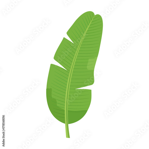 A vibrant illustration of a single, detailed green banana leaf, isolated on white.