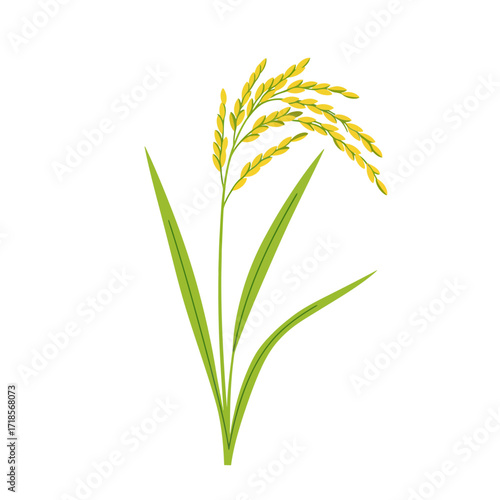 A detailed illustration of a rice plant, showcasing its grain and leaves against a white background.