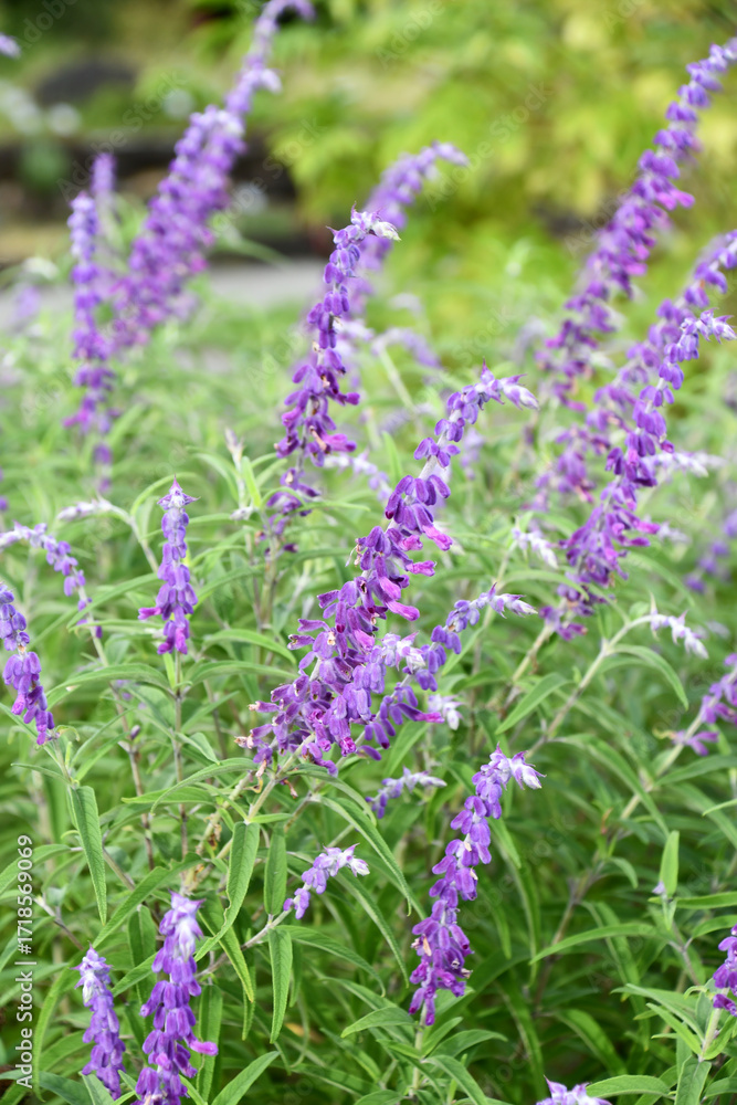 Naklejka premium サルビア・レウカンタ Mexican bush sage