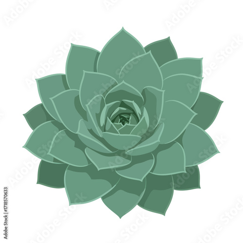 A top-down illustration of a single green succulent plant with symmetrical, fleshy leaves forming a rosette.