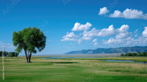 Lone Green Tree on Green Meadow Field Under Blue Sky with Puffy White Clouds in Daytime Landscape Photography Scenery Serene Nature Vista