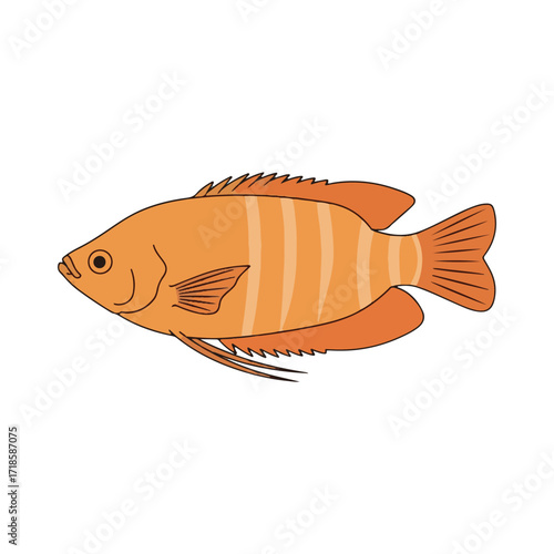 gourami fish illustration design