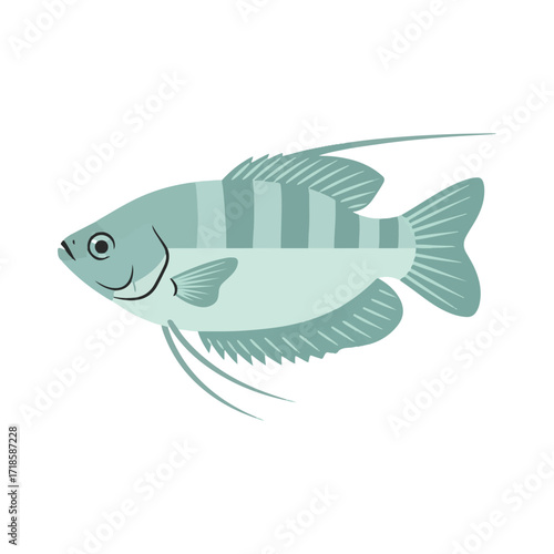 gourami fish illustration design