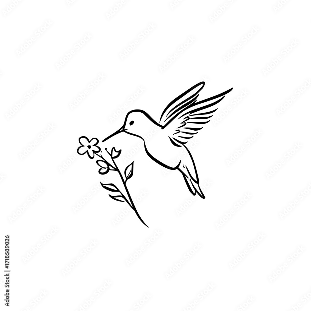 Obraz premium Hummingbird line art drawing vector illustration minimalist design bird tattoo flower nature wildlife graphic art