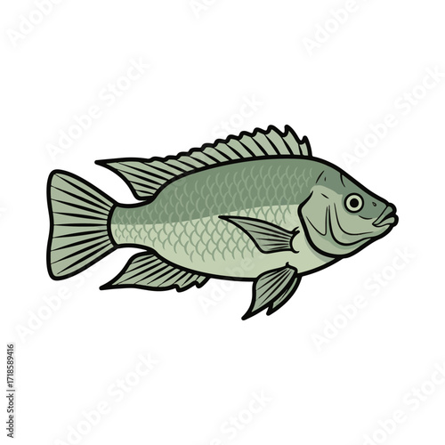 
tilapia fish illustration design