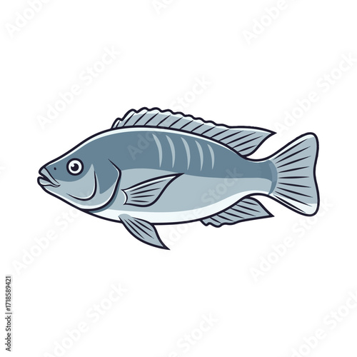
tilapia fish illustration design