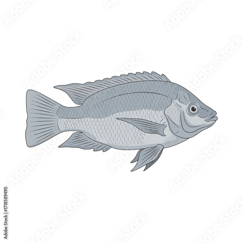 
tilapia fish illustration design