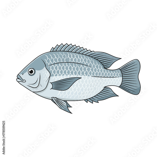 
tilapia fish illustration design