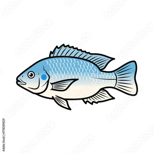 
tilapia fish illustration design