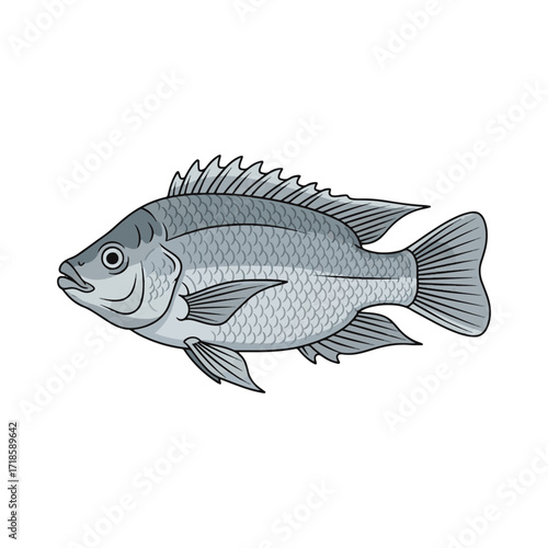 
tilapia fish illustration design