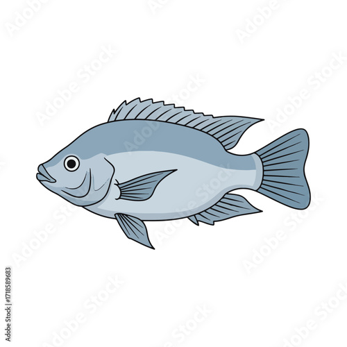
tilapia fish illustration design