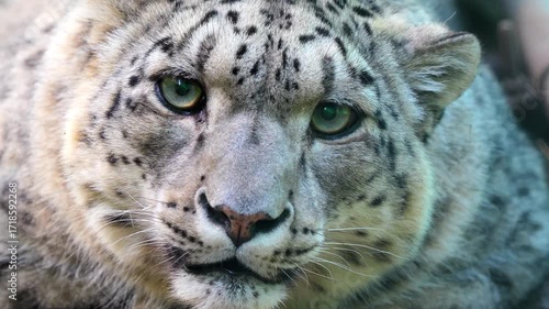 Snow Leopard (Panthera uncia) 120fps Slow Motion 4K Footage in Rocky Mountain Habitat. Snow Leopard Wildlife Nature Scene in Khunjerab, Himalayas Pakistan. Snow Leopard Sitting on Rocks in Winter Snow