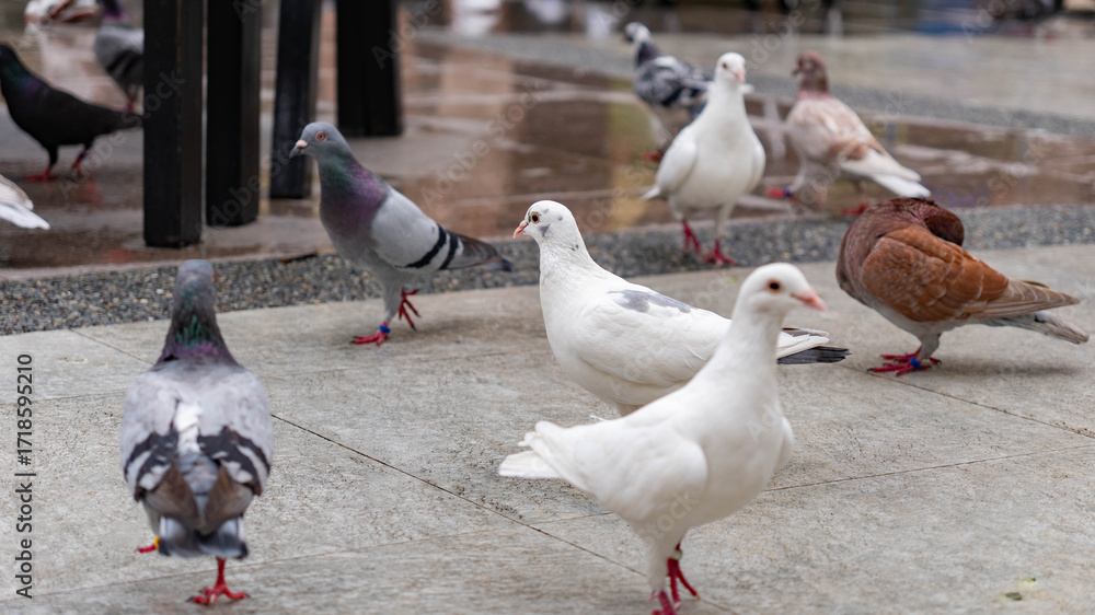 Obraz premium Flock of pigeons in various colors, including white, gray, and brown, standing and walking on wet pavement in an urban setting.