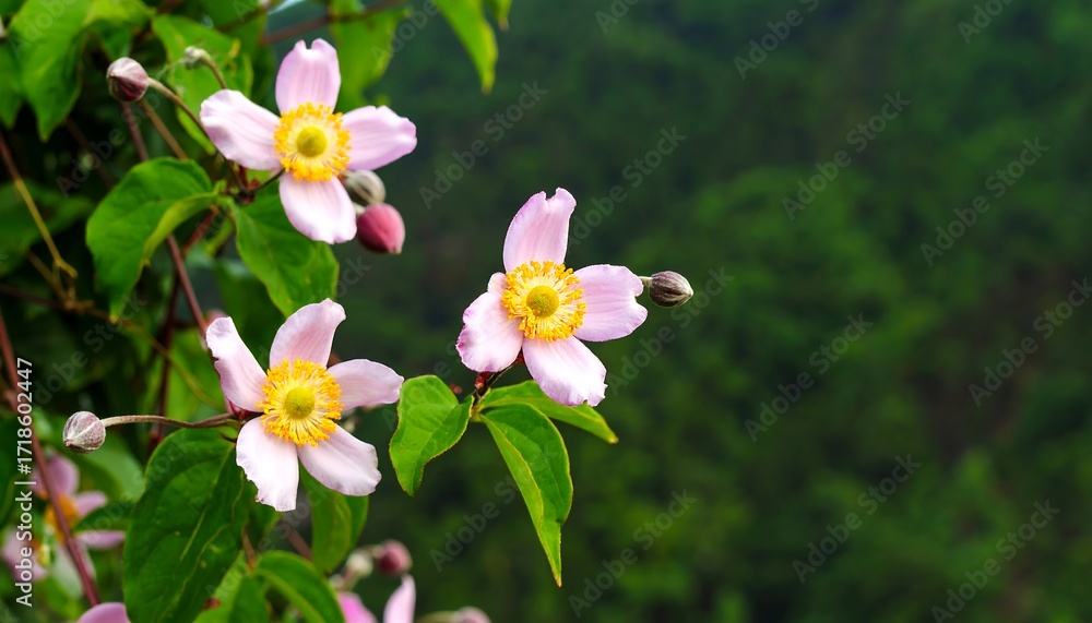 Fototapeta premium Delicate pink flowers in a lush green setting