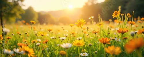 A vibrant summer scene featuring a field of wildflowers gently swaying in a warm breeze Golden sunlight bathes the landscape, creating a feeling of peace and tranquility , calm, serene