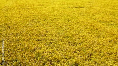 The flying through animation of Japanese deep yellow rice field in autumn created by 3D modeling.