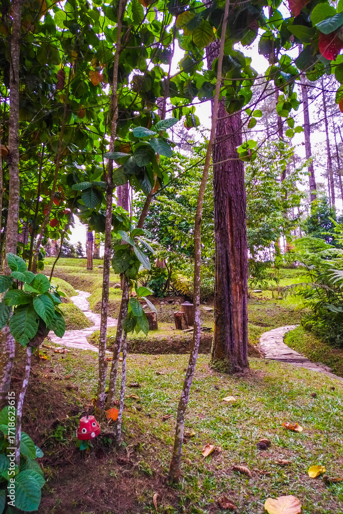 Obraz premium A narrow stone path leads through lush tropical plants and pine trees in Lembang, Bandung. Peaceful garden walkway in a serene forest environment.