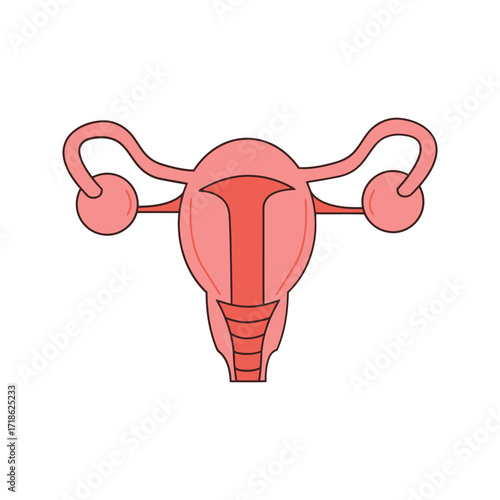Female Reproductive System Uterus and Ovaries Illustration.