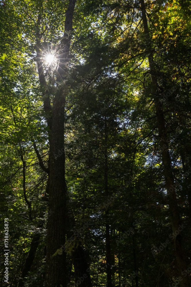 Obraz premium Sunlight bursting through trees in dark forest