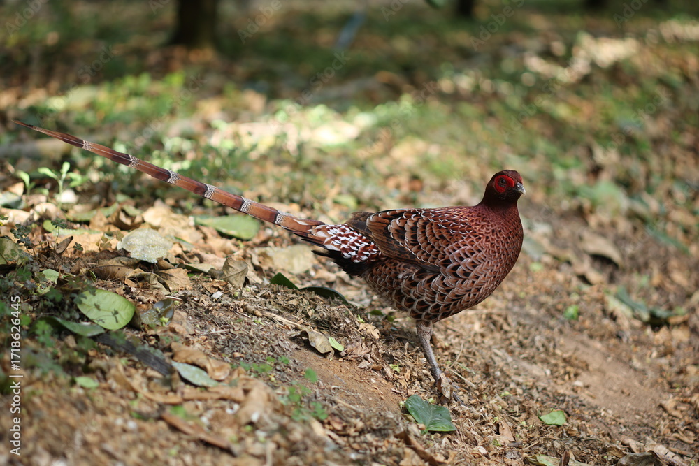 Fototapeta premium Copper Pheasant (Syrmaticus soemmerringii intermedius) male in Kochi pref, Japan 