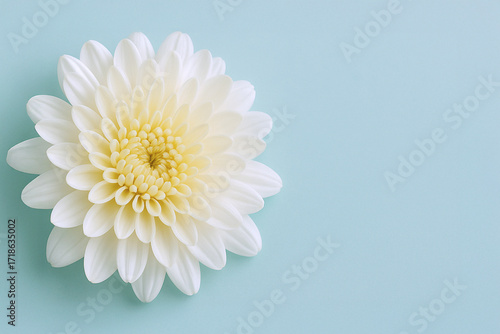 White chrysanthemum flower on light blue background with copy space
