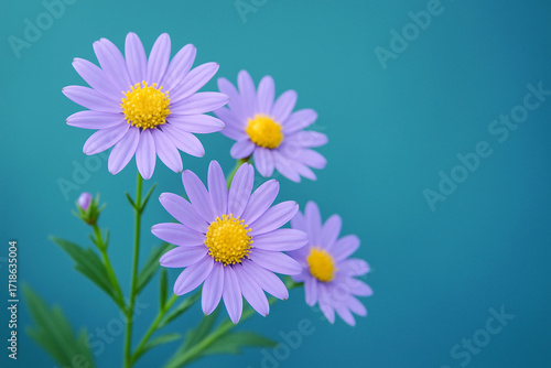 Purple aster flowers in bloom on blue green background with copy space