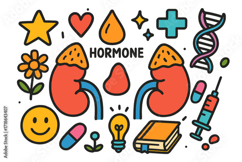 Kidneys and Hormones Doodle. Colorful Hand-drawn doodle Children illustration Adrenal glands kidneys, adrenal cap, hormone droplet