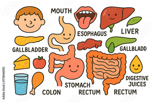 Colorful Digestive System Doodle. Colorful Hand-drawn doodle Children illustration Digestive organs system stomach, intestines,