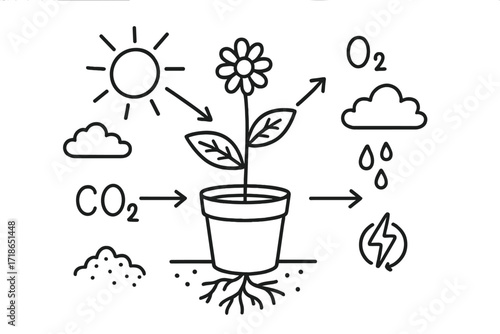Plant Food Process. Plant making food. Hand-drawn doodle illustration plant making food sun, leaves, roots, stem, water drops, soil, arrows, oxygen bubbles,