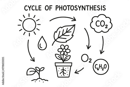 Photosynthesis Cycle Diagram. Cycle of photosynthesis. Hand-drawn doodle illustration cycle of photosynthesis sun, leaf, water