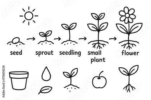 Plant Growth Stages. Plant growth stages. Hand-drawn doodle illustration plant growth stages seed, sprout, seedling, small plant, flower, fruit, sun, water