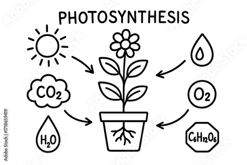 Photosynthesis Doodle Art. Photosynthesis. Hand-drawn doodle illustration photosynthesis sun, leaf, water droplet, root, soil, arrows, glucose symbol, oxygen