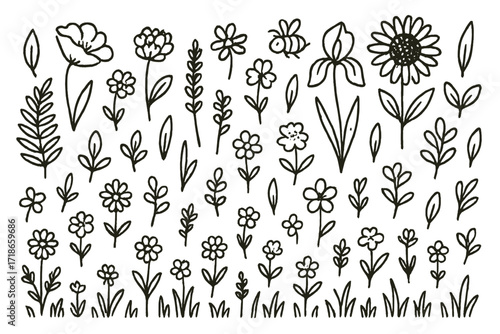 Wildflower Line Art. Hand-drawn doodle illustration wildflowers in meadow daisy, poppy, clover, lavender, chamomile, sunflower, iris, fern, buttercup, grass