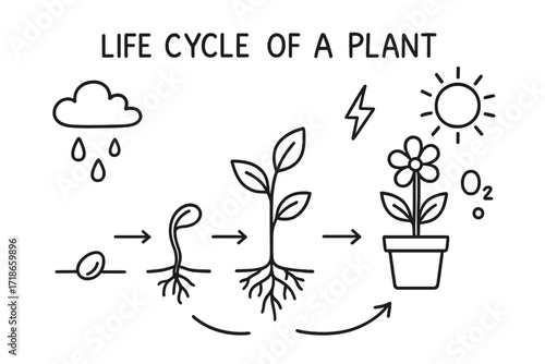 Plant Life Cycle Doodle. Life cycle of a plant. Hand-drawn doodle illustration life cycle of a plant seed, sprout, roots, leaves, stem, flower, sun, soil,