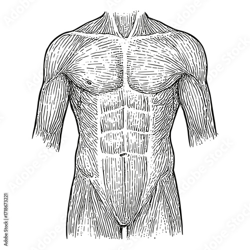 Torso Musculature