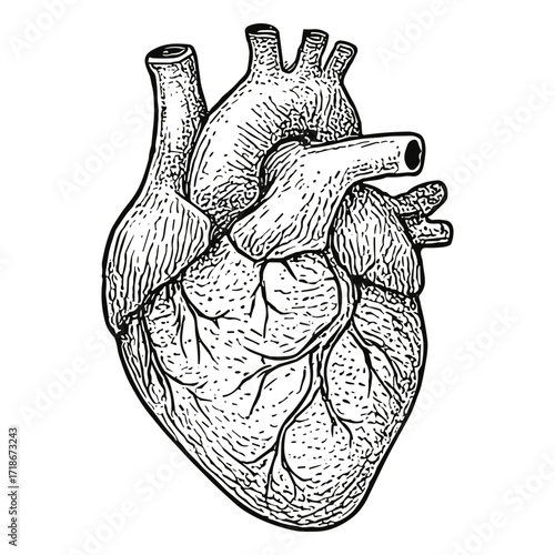 Human Heart