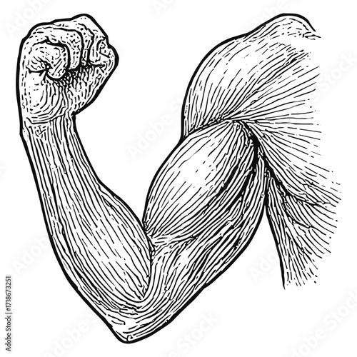 Arm Muscles