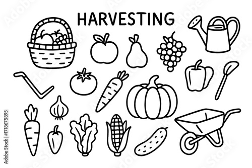 Harvest Doodles. Harvesting fruits and vegetables. Hand-drawn doodle illustration harvesting fruits and vegetables basket, apple, pear, grapes, tomato, carrot,