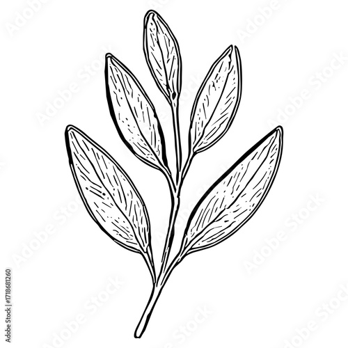 Narrow Leaf Trio