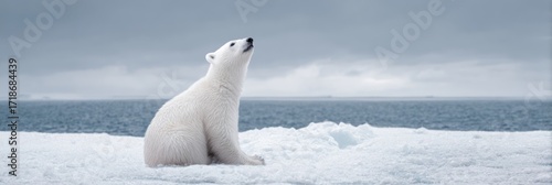 Polar bear on ice floe