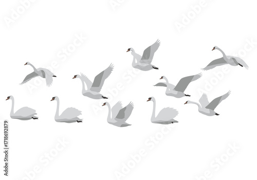 A flock of swans flying and swimming with white feathers and a red beak