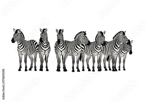 A line of eight zebras stands sidebyside on a white background