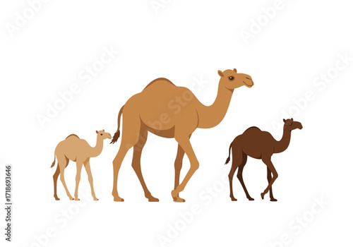 Three camels of different sizes and shades stand against a white background