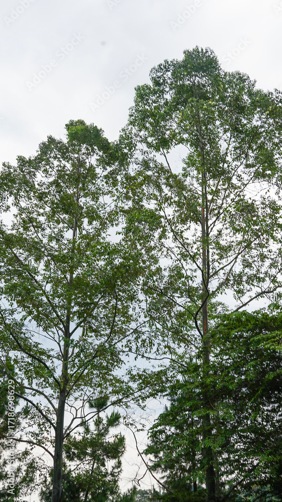 Fototapeta premium Tree Leaves on Branch – Natural Foliage, Botanical Detail, Greenery Background and Eco Nature Concept
