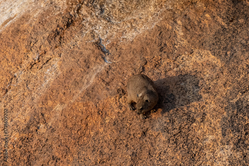 The Hyrax, or Dassie -Procavia capensis- is the evolutionary nearest relative of the elephant. Seen here climbing on the rocks near Spitzkoppe, Namibia.