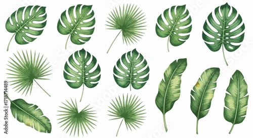 Watercolor clip art set of tropical leaves, including monstera, palm, and banana leaves, with sun-kissed edges on white