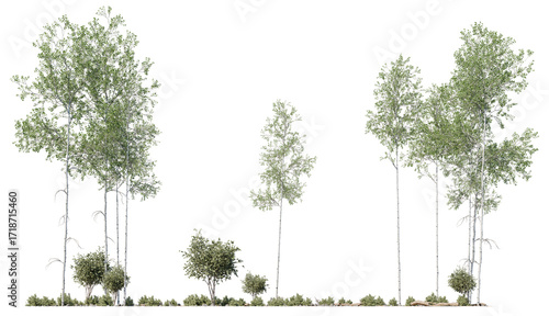 Tableau sur toile Scattered thin forest cutout trees with minimal canopy, great for environmental