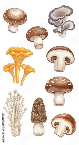 Watercolor Mushroom Collection A Vibrant Assortment of Edible and Delightful Fungi for Artistic Projects