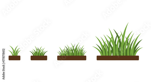 Four stages of grass growth depicted in a simple, flat illustration, showing development from seedling to mature plant.